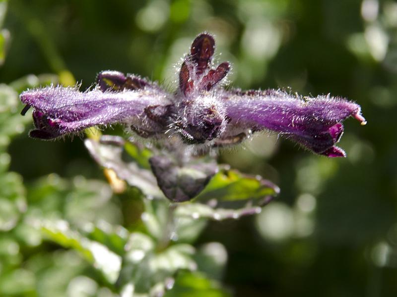 Bartsia alpina