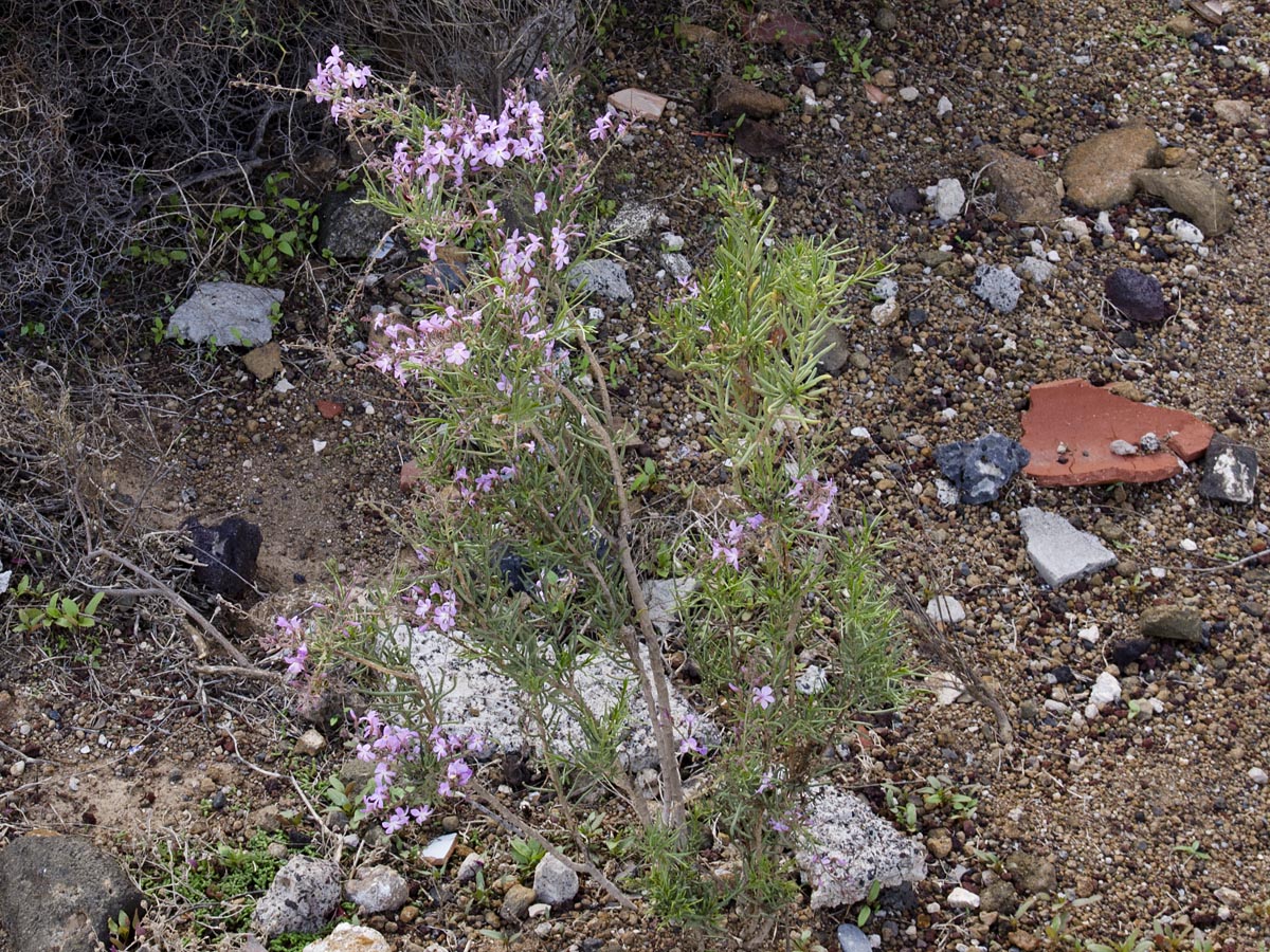 Campylanthus salsoloides