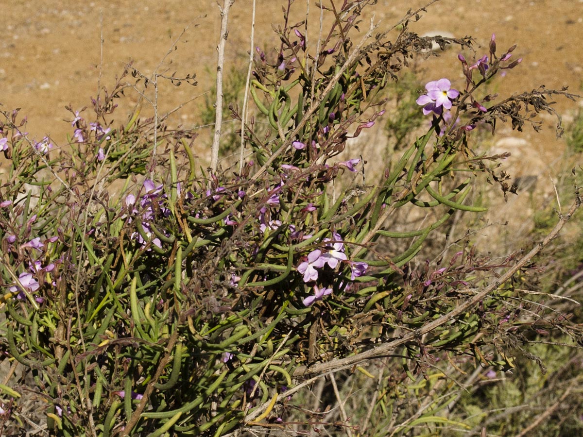 Campylanthus salsoloides