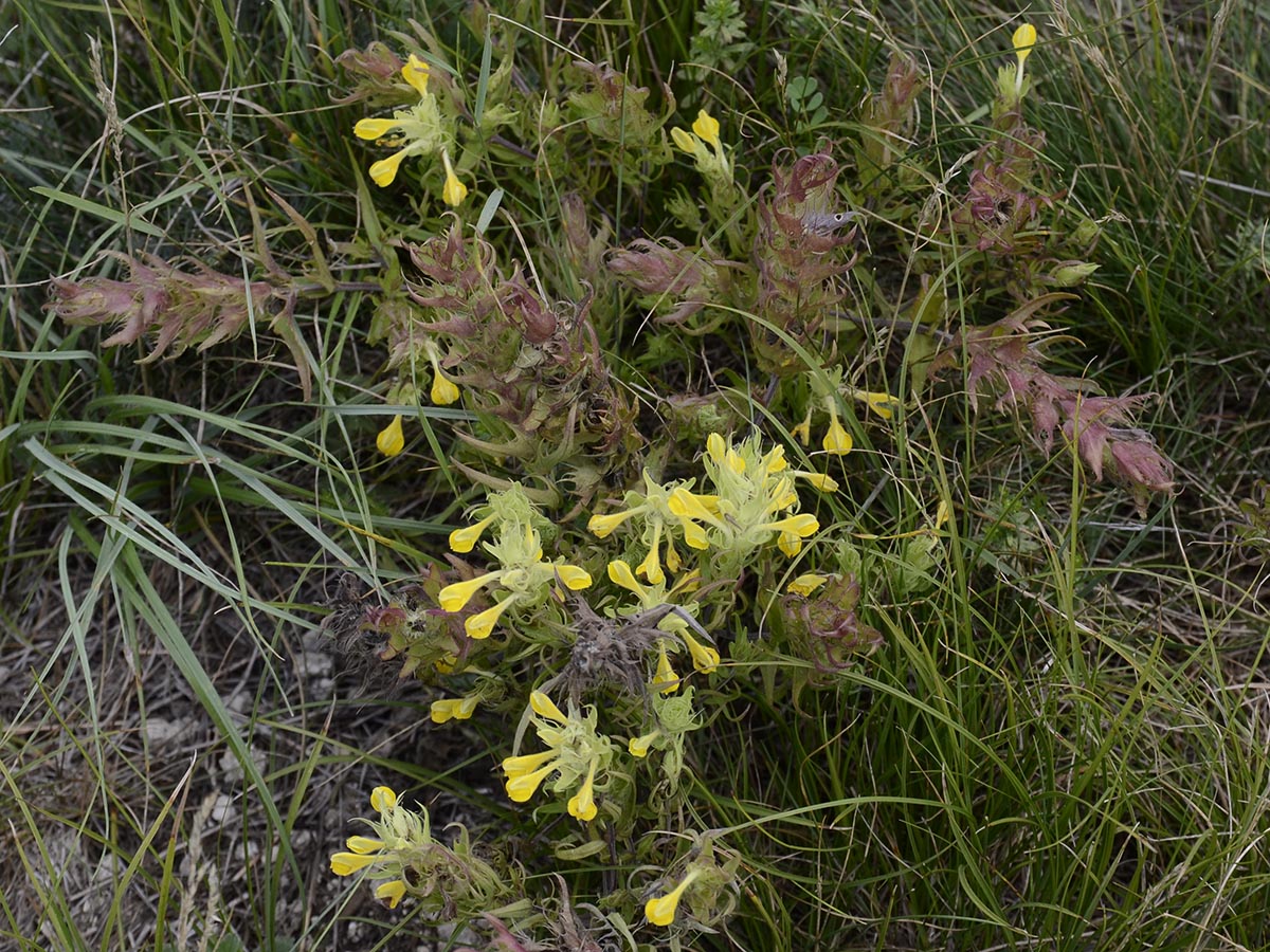 Melampyrum barbatum