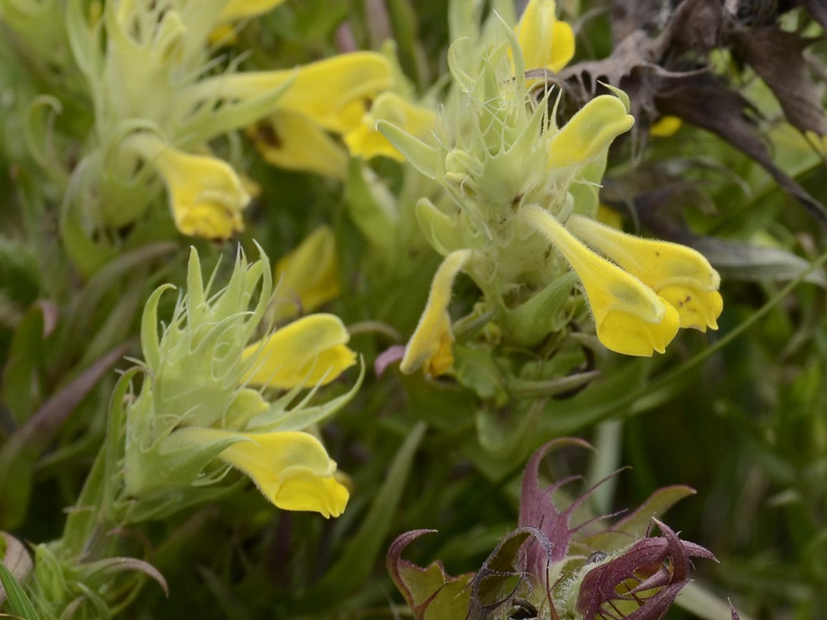 Melampyrum barbatum