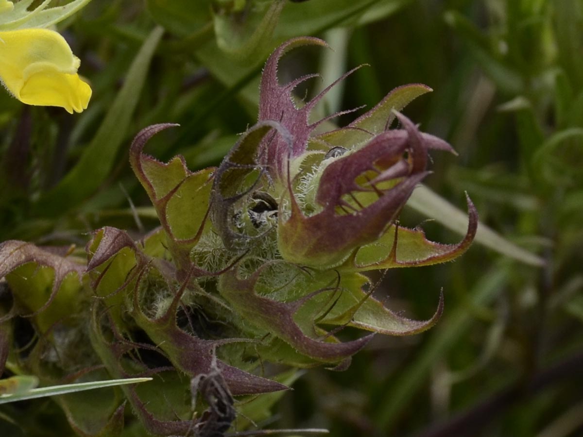 Melampyrum barbatum