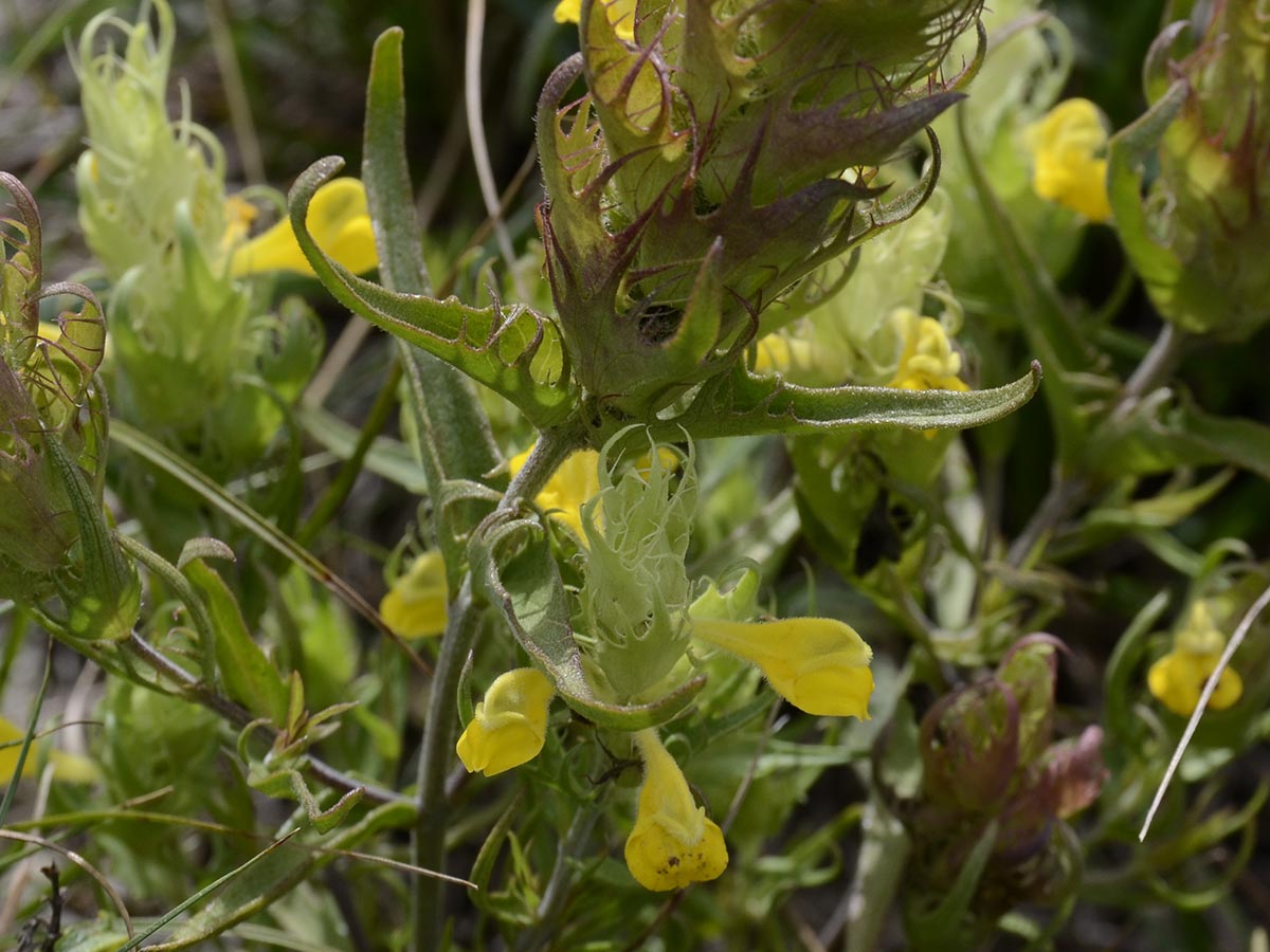 Melampyrum barbatum