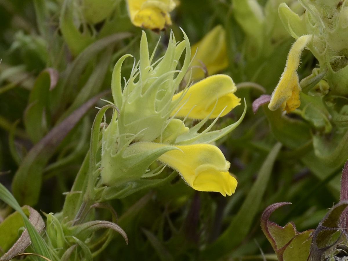 Melampyrum barbatum