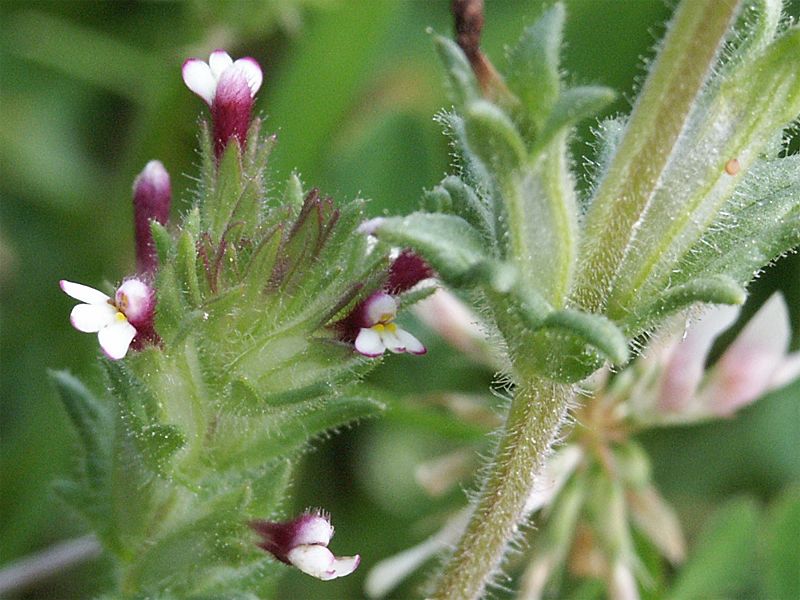 Parentucellia latifolia