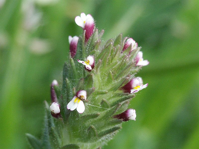 Parentucellia latifolia