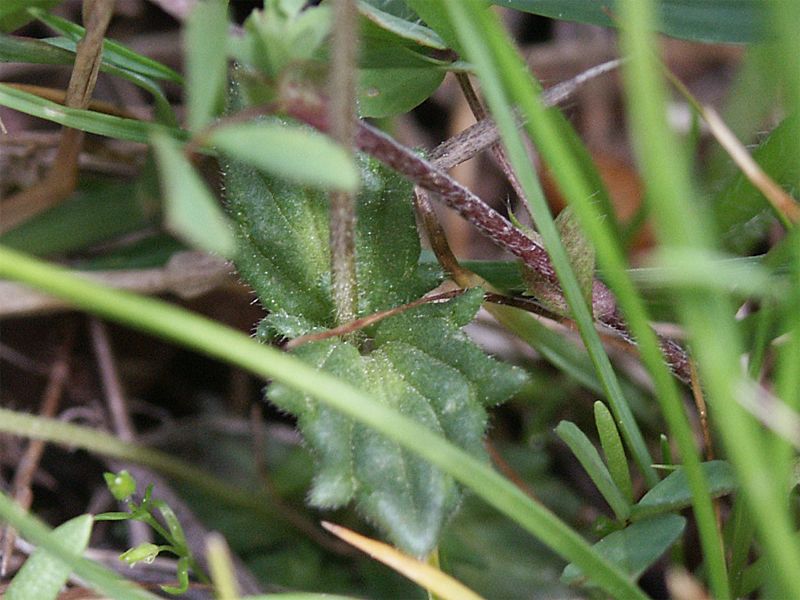 Parentucellia latifolia