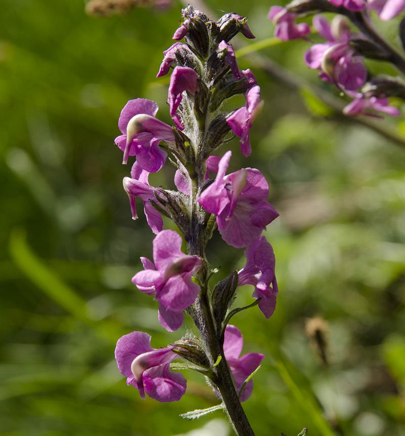 Pedicularis rostratospicata ssp. rostratospicata