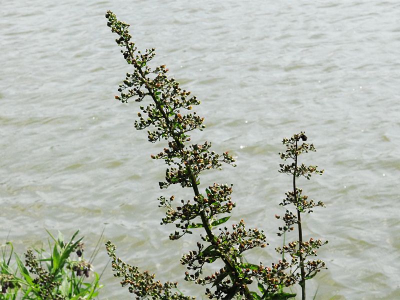 Scrophularia umbrosa