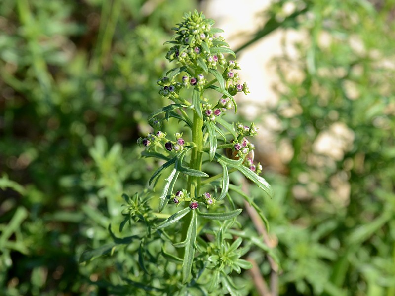 Scrophularia canina