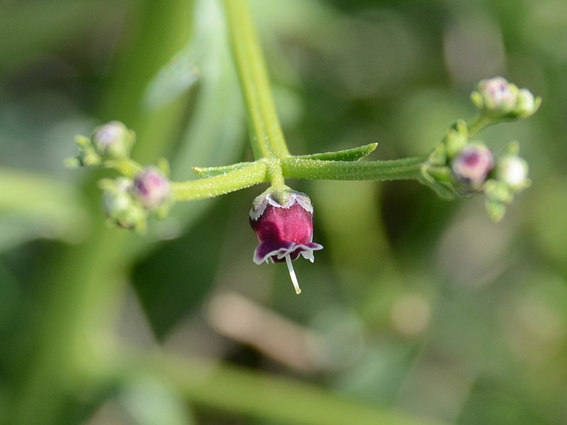 Scrophularia canina