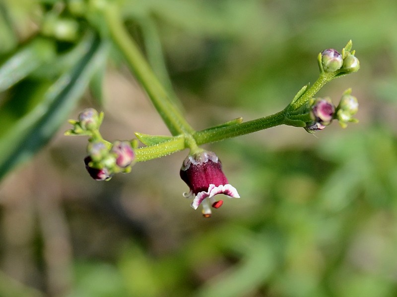 Scrophularia canina