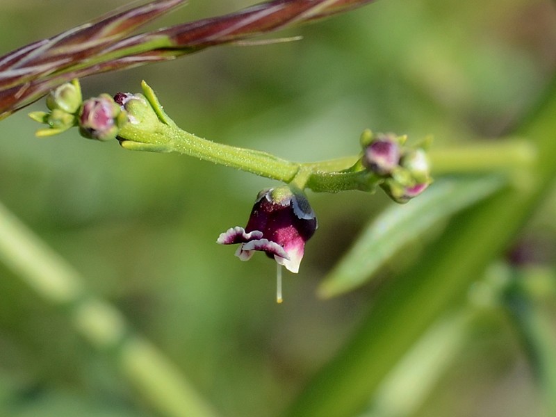 Scrophularia canina