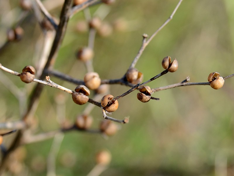 Scrophularia canina