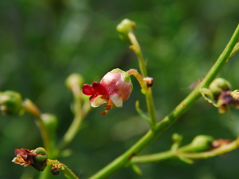 Scrophularia heterophylla ssp. laciniata