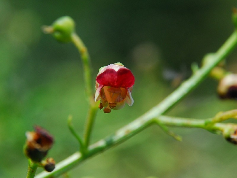 Scrophularia heterophylla ssp. laciniata