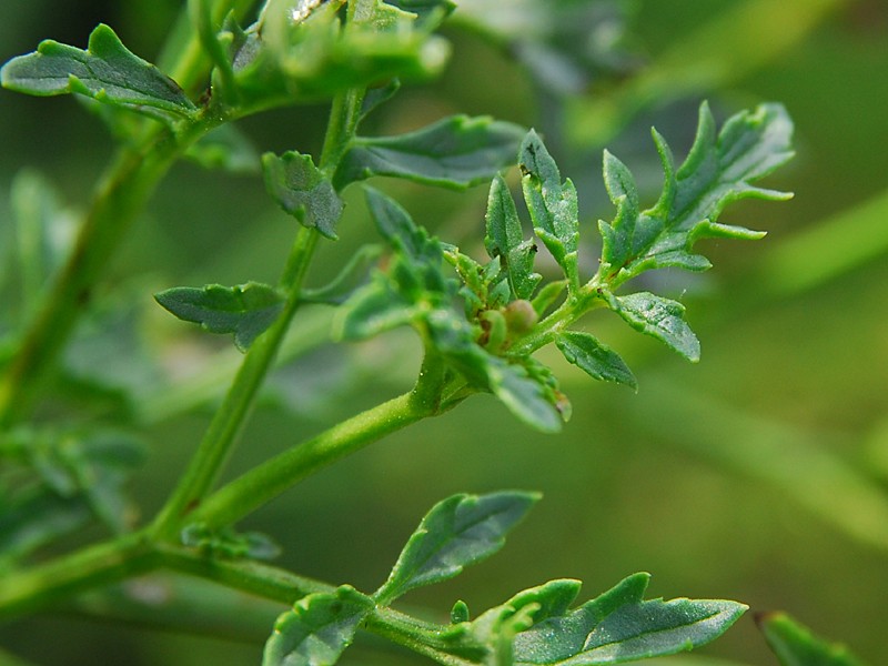 Scrophularia heterophylla ssp. laciniata