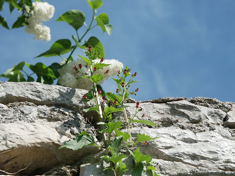 Scrophularia peregrina