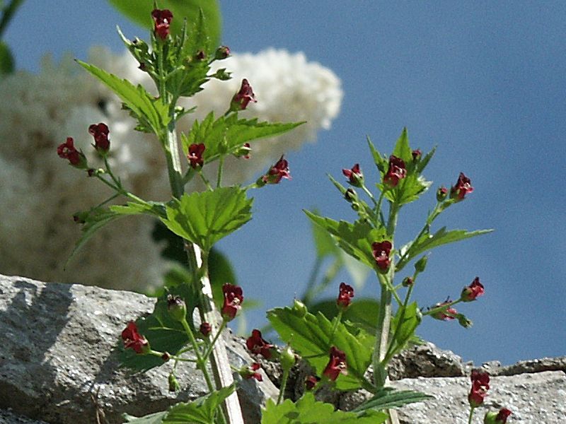 Scrophularia peregrina