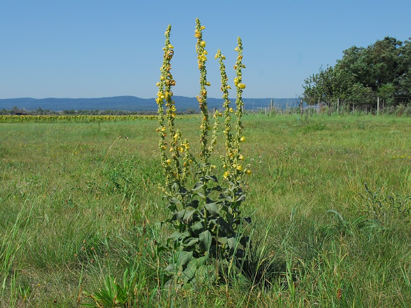 Verbascum phlomoides