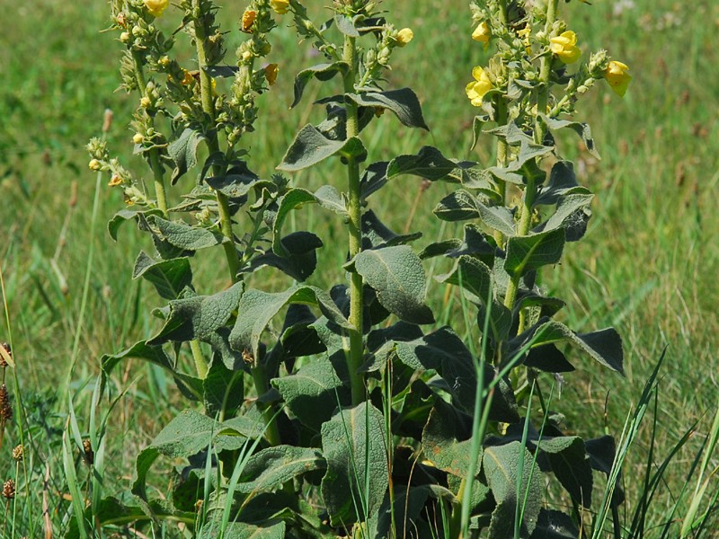 Verbascum phlomoides