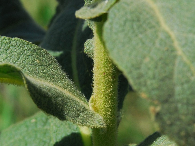 Verbascum phlomoides