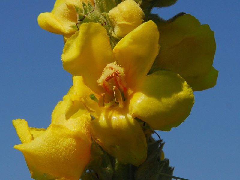 Verbascum phlomoides