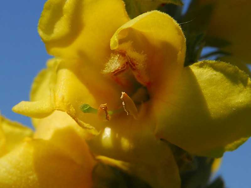 Verbascum phlomoides