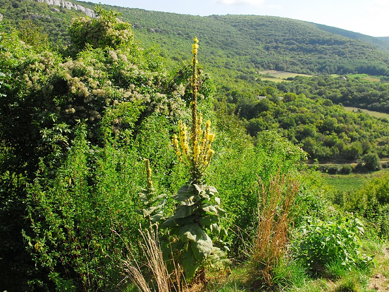 Verbascum phlomoides