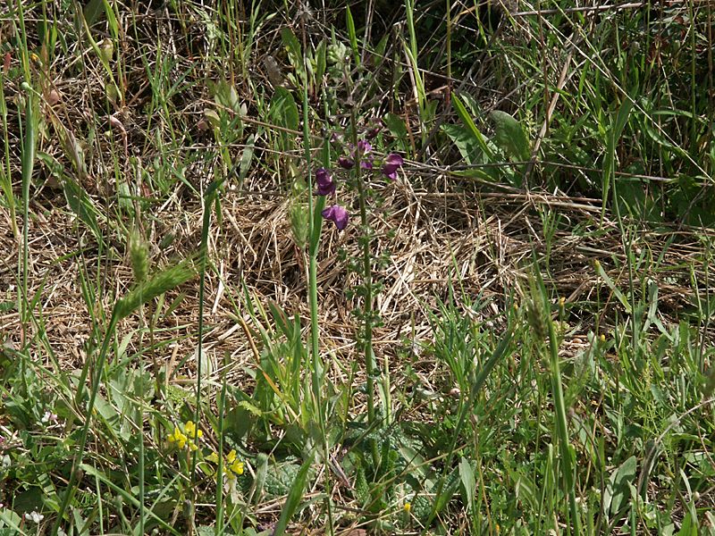 Verbascum phoeniceum