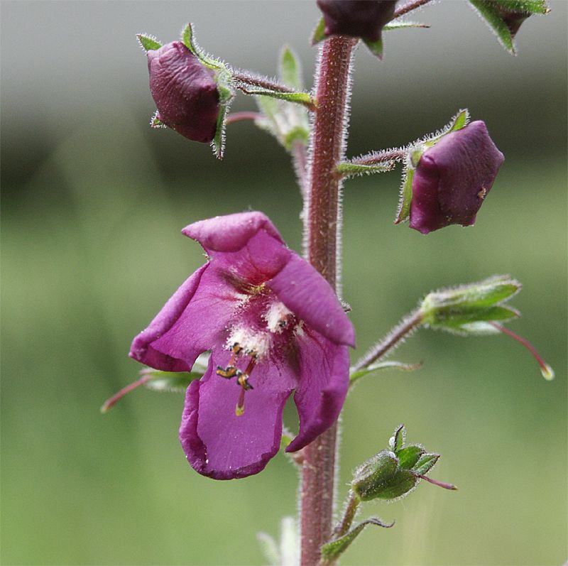 Verbascum phoeniceum