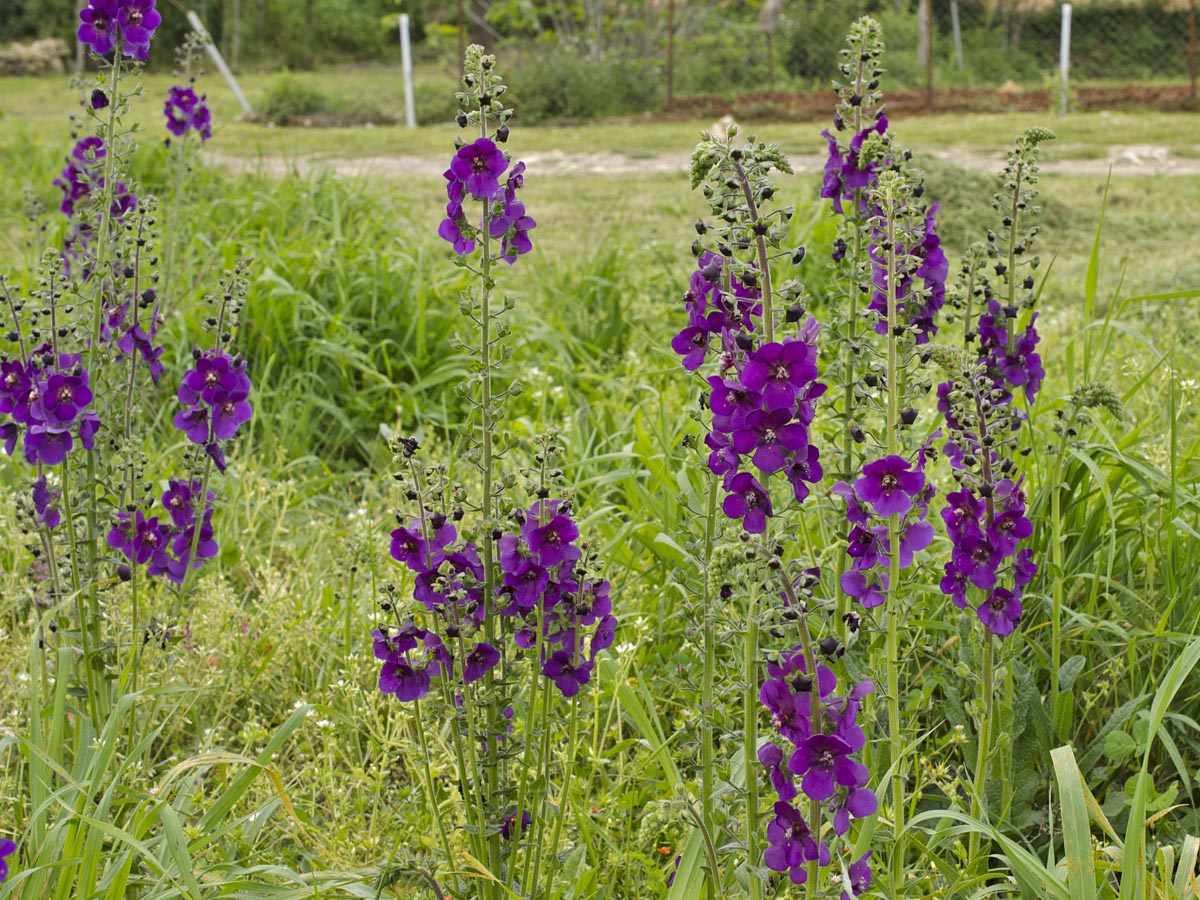 Verbascum phoeniceum