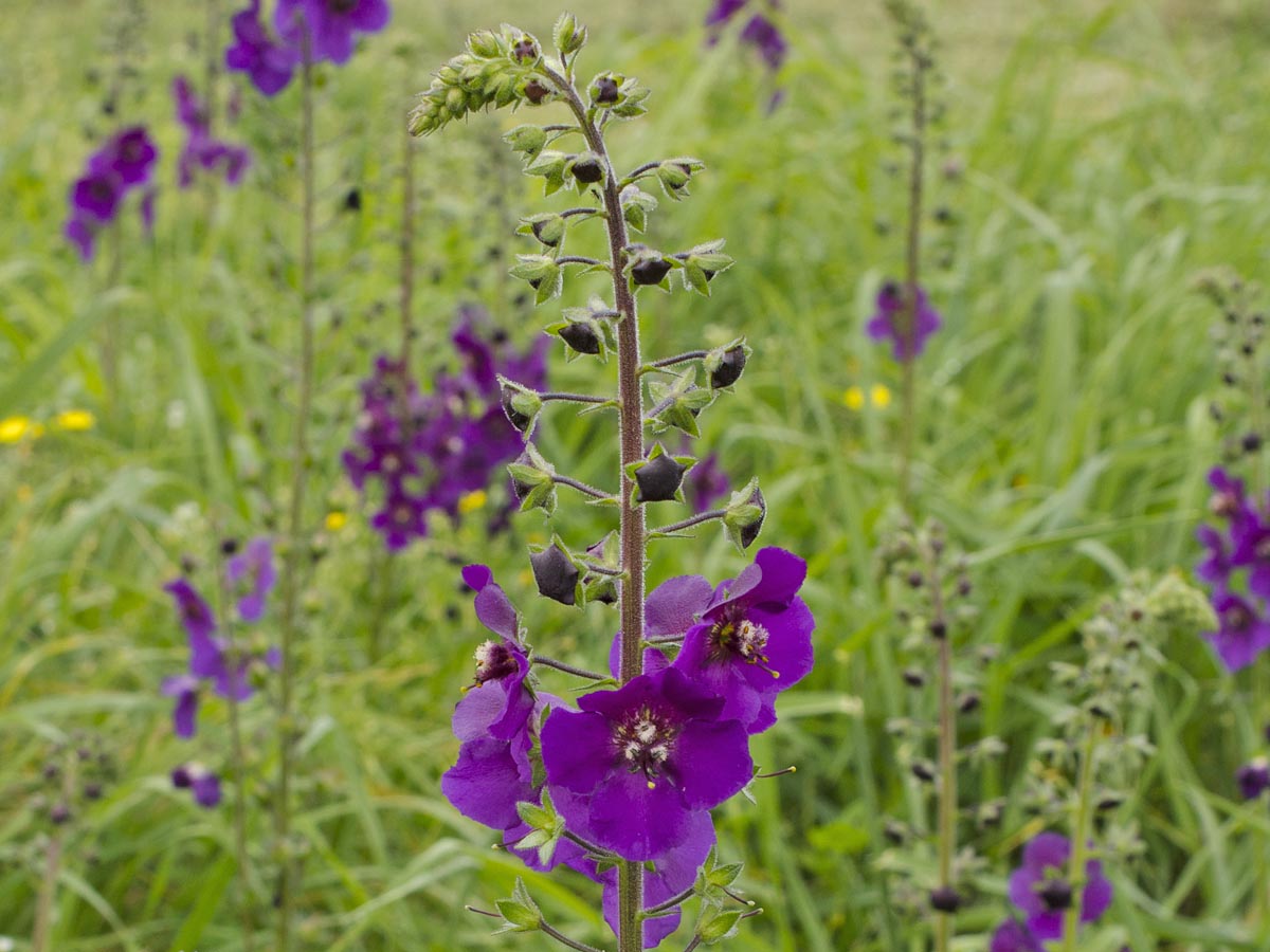 Verbascum phoeniceum