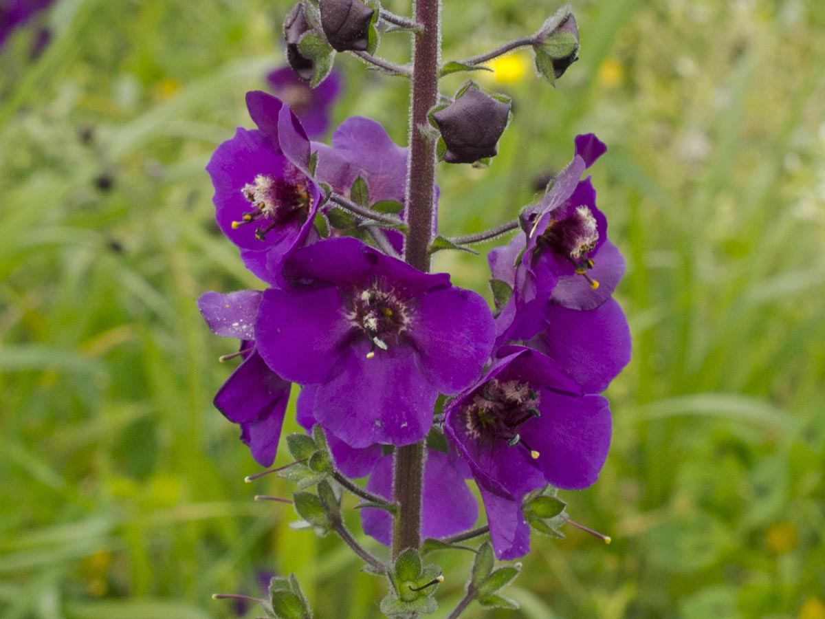 Verbascum phoeniceum