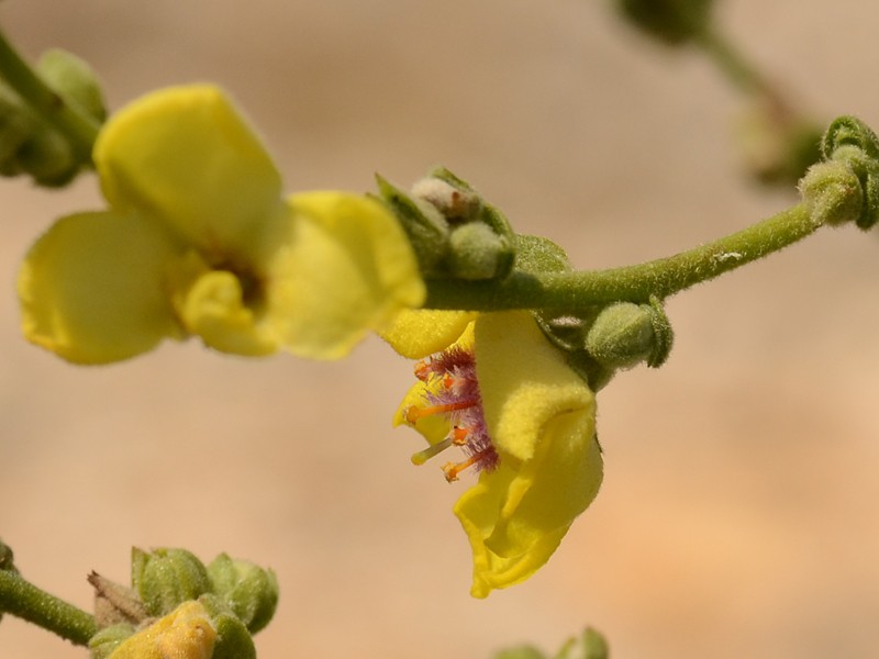 Verbascum sinuatum