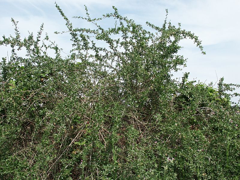 Lycium sp.