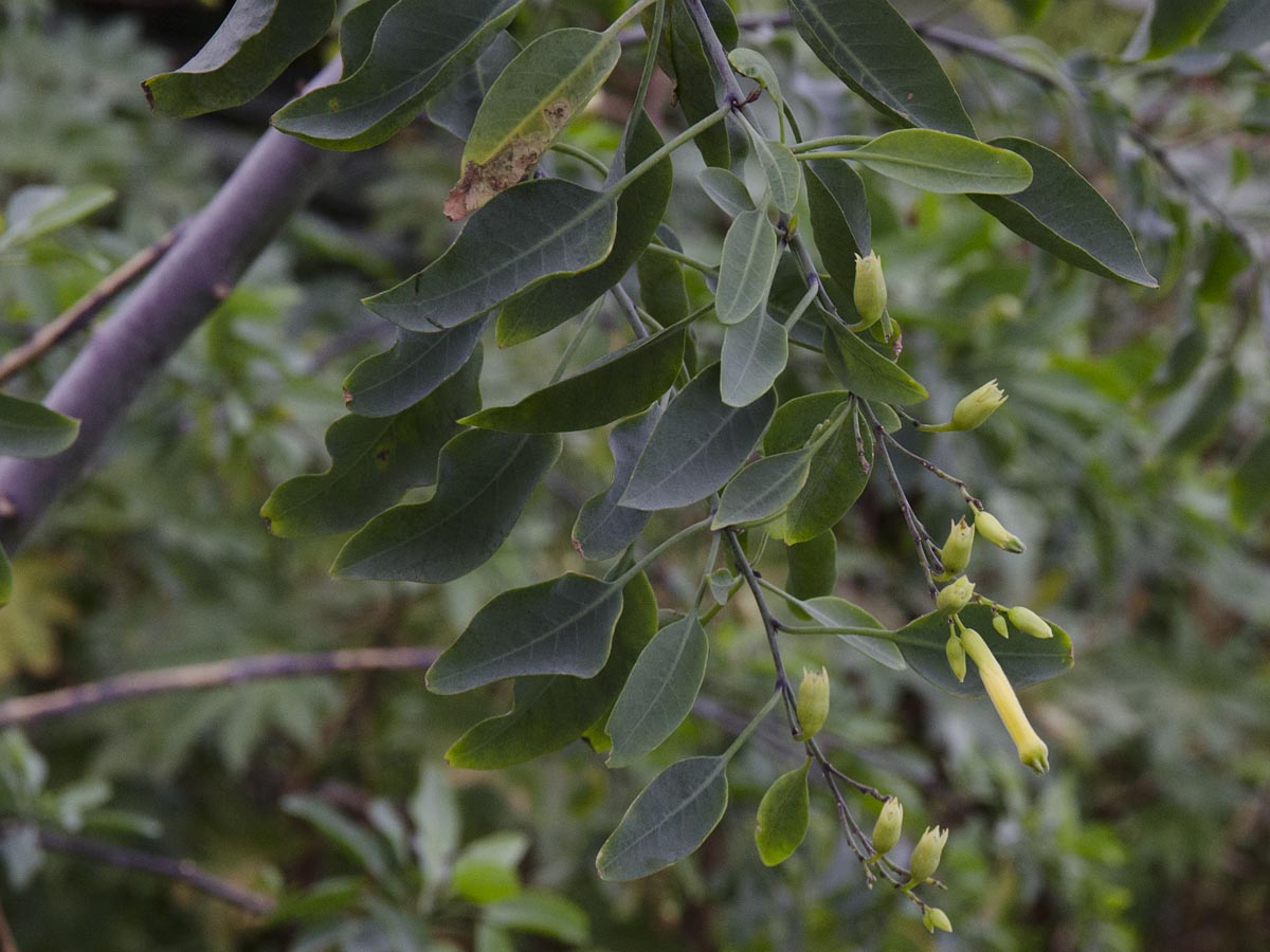 Nicotiana glauca