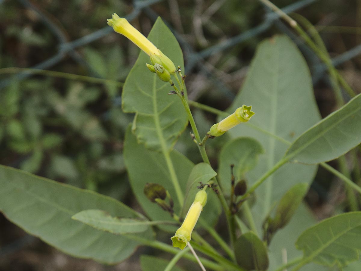 Nicotiana glauca