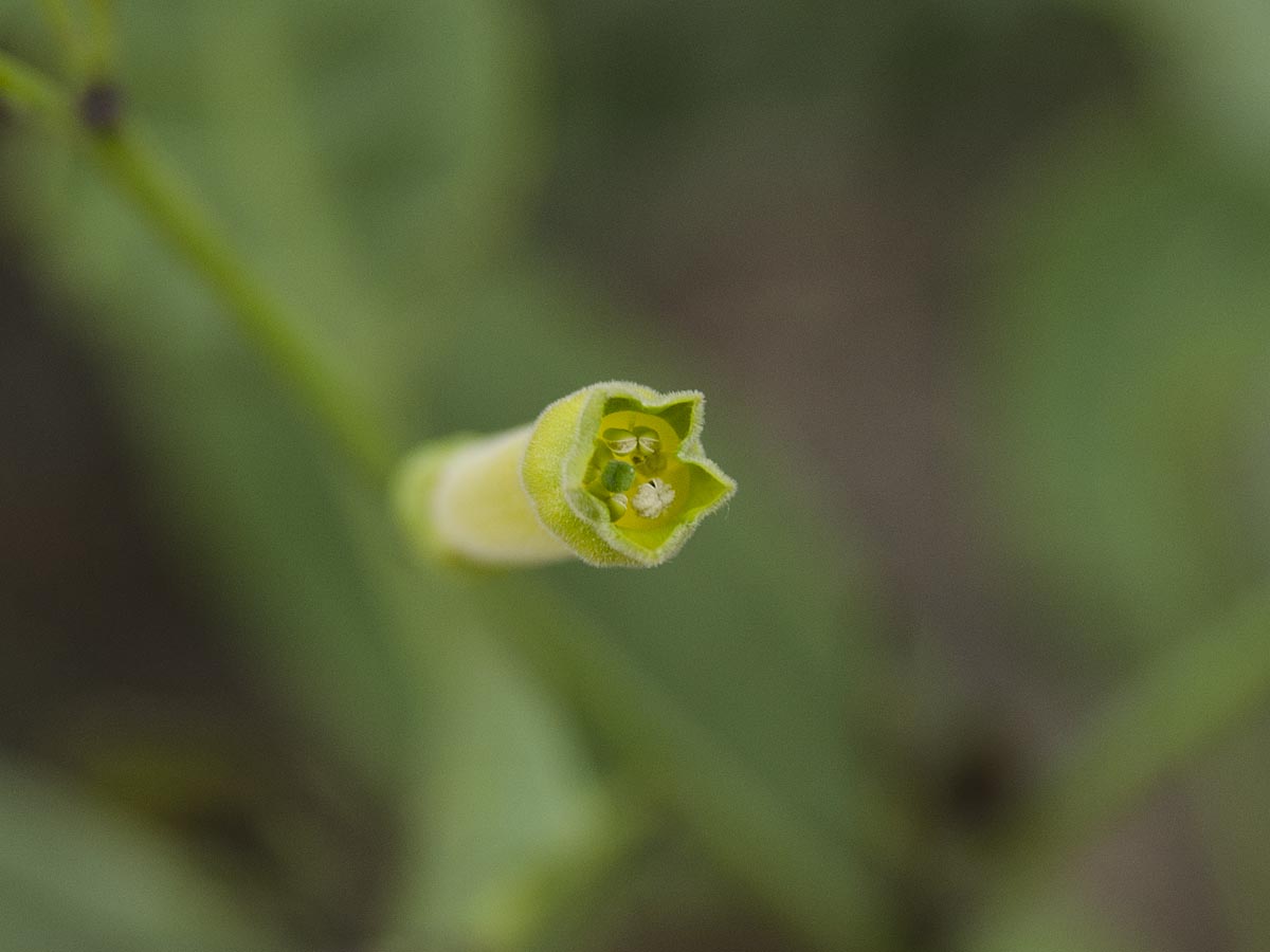 Nicotiana glauca