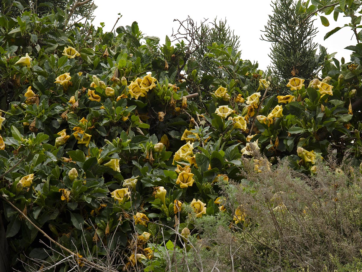 Solandra grandiflora