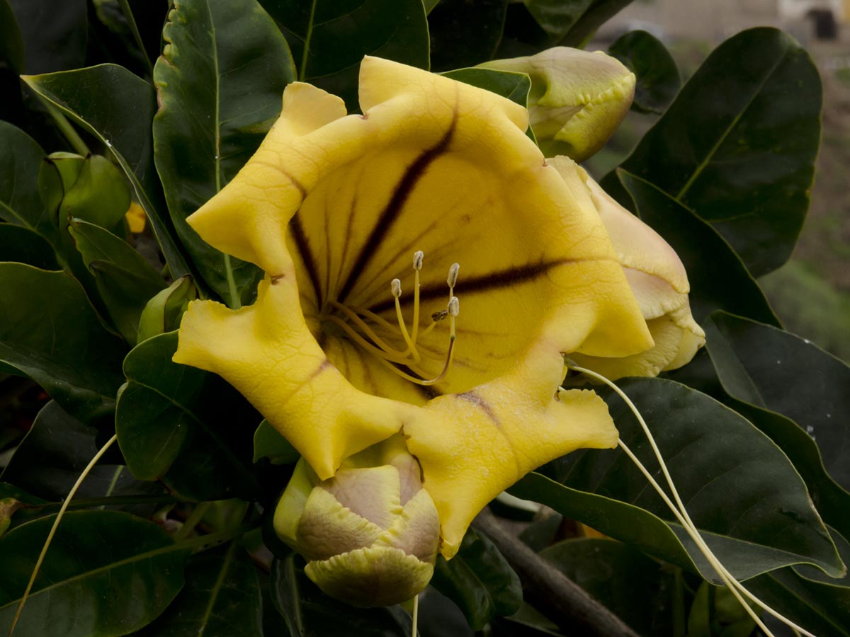 Solandra grandiflora