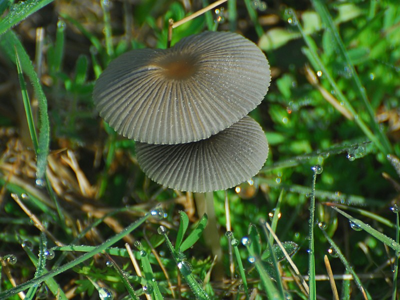 Parasola plicatilis