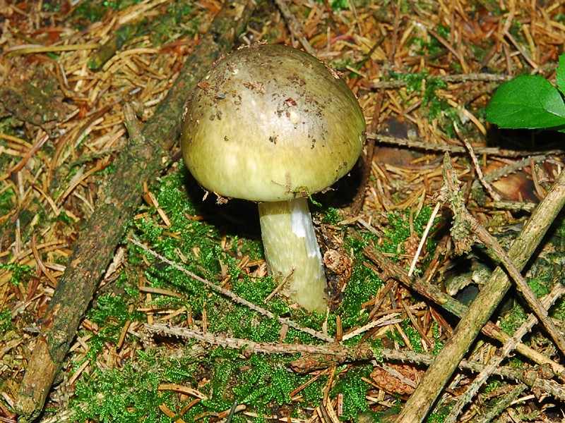 Amanita phalloides