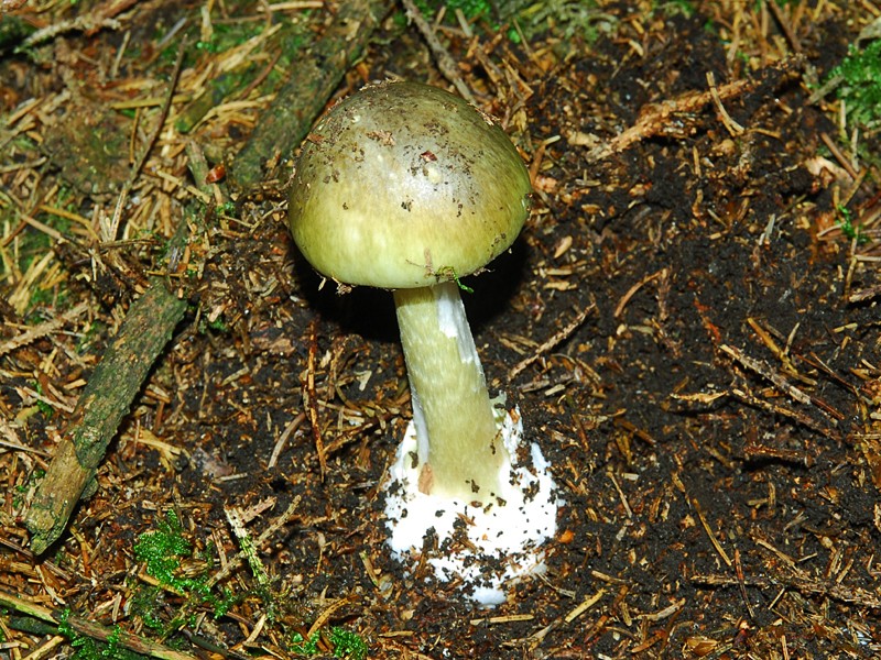 Amanita phalloides