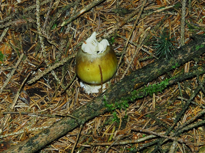 Amanita phalloides