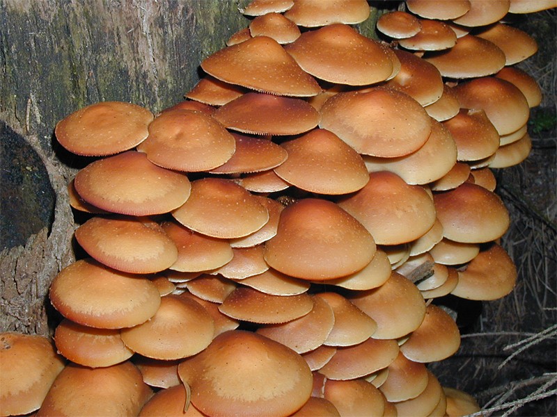 Kuehneromyces mutabilis