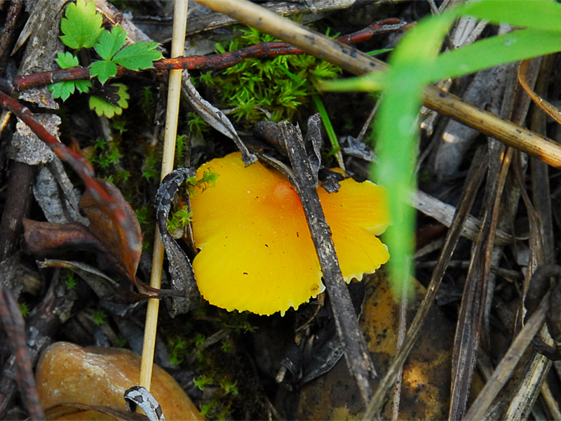 Hygrocybe langei