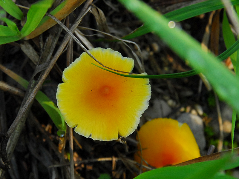 Hygrocybe langei