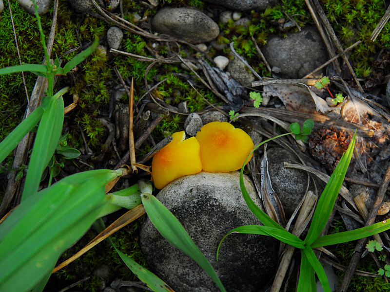 Hygrocybe langei