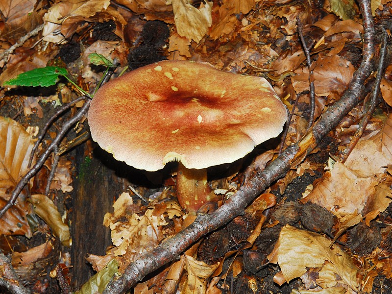 Tricholomopsis rutilans